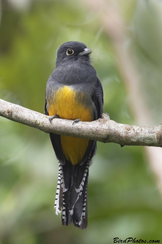 Gartered Trogon