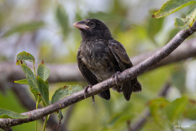 Genovesa Cactus Finch