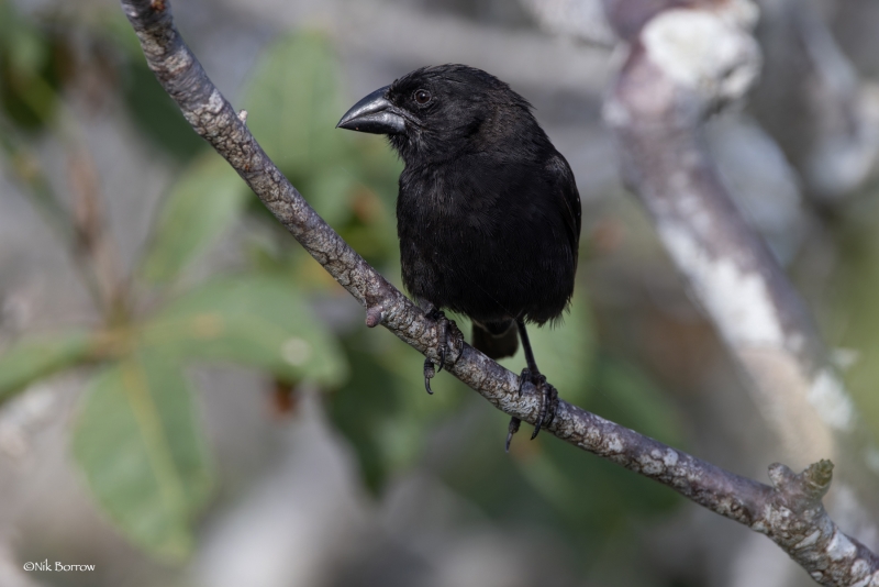 Genovesa Cactus Finch