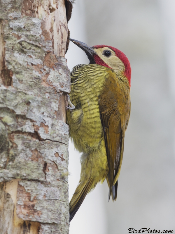 Golden-olive Woodpecker