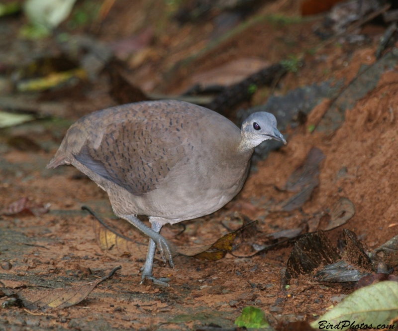 Great Tinamou