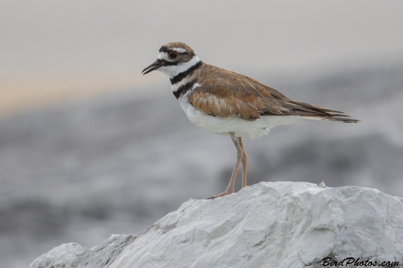 Killdeer