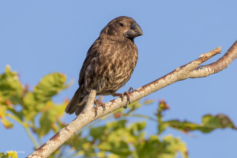 Large Ground Finch