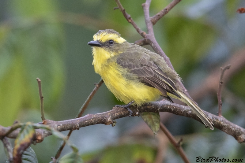 Lemon-browed Flycatcher