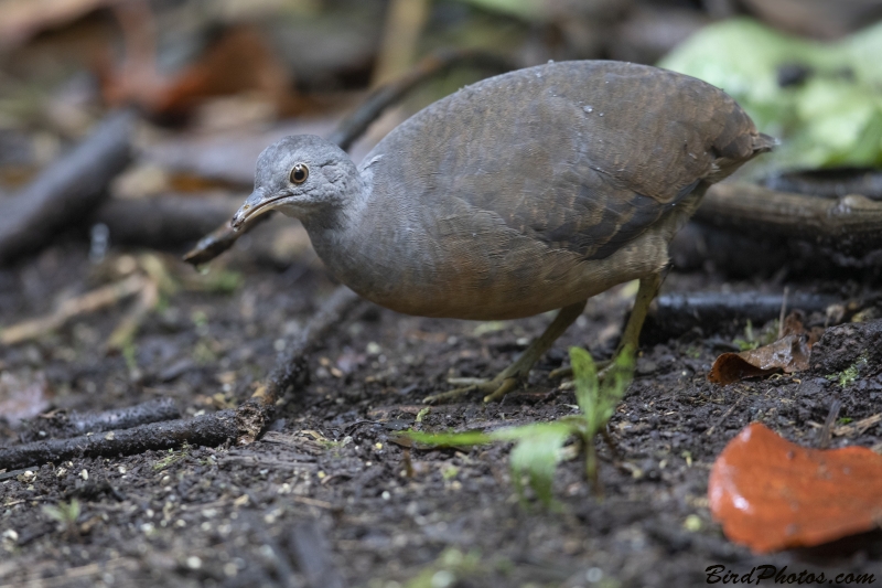 Little Tinamou