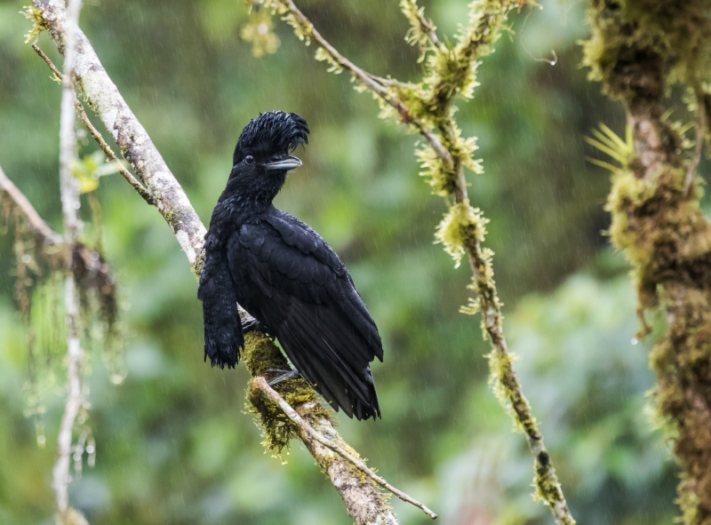 Long-wattled Umbrellabird