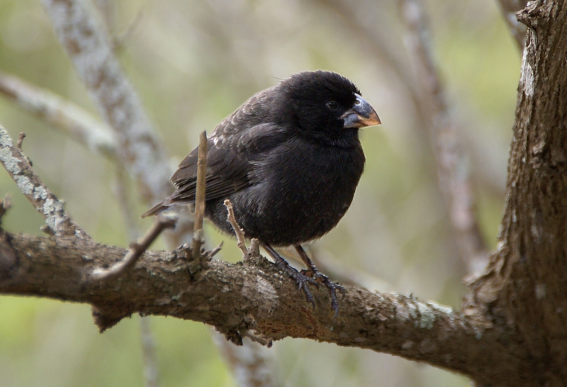 Medium Ground Finch