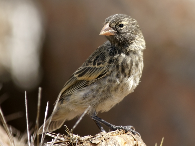 Medium Ground Finch