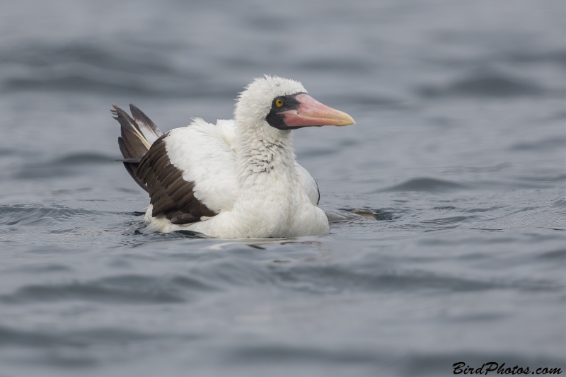 Nazca Booby