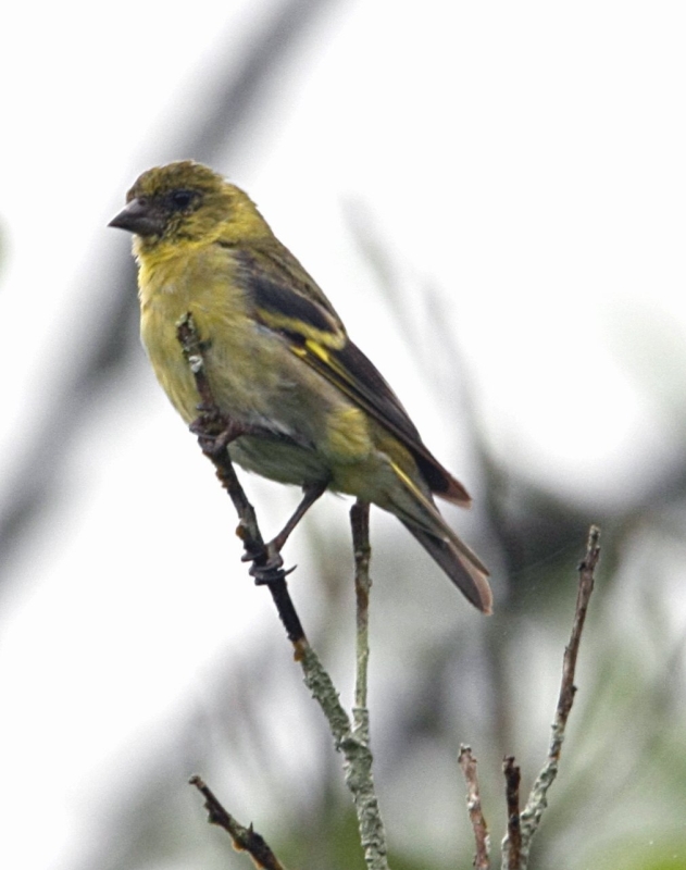 Olivaceous Siskin