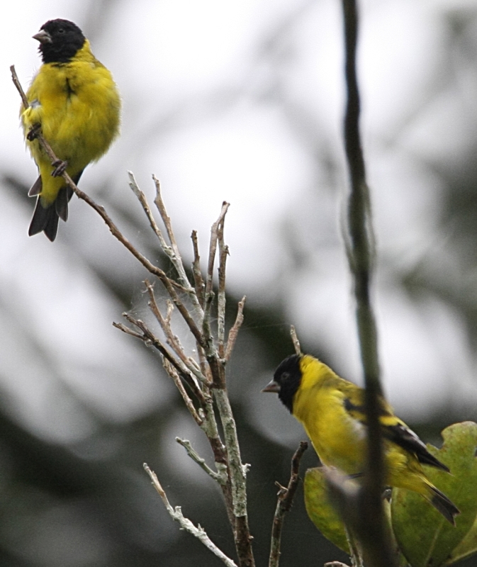 Olivaceous Siskin