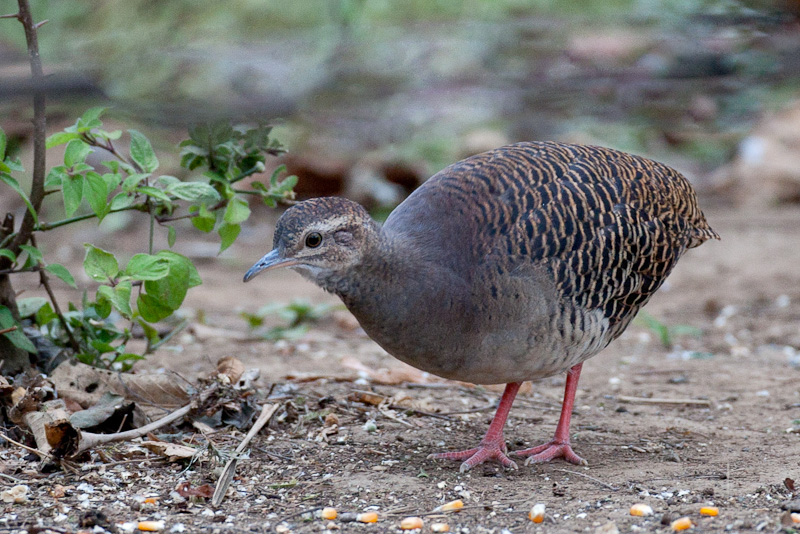 Pale-browed Tinamou