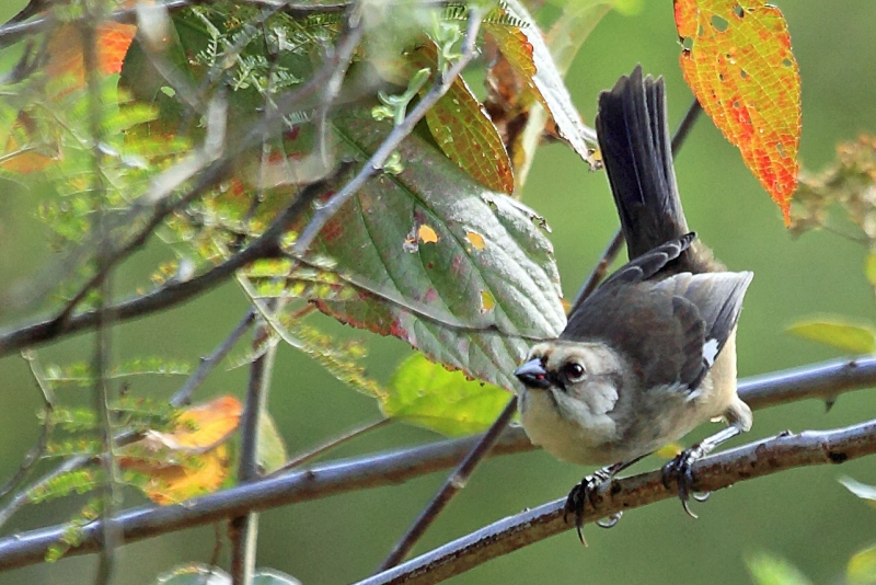 Pale-headed Brushfinch