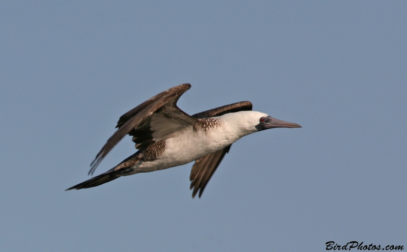 Peruvian Booby