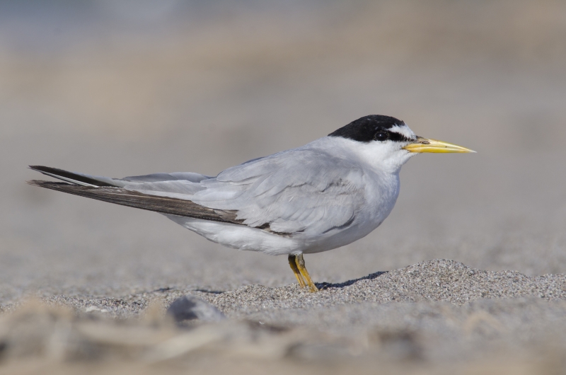 Peruvian Tern