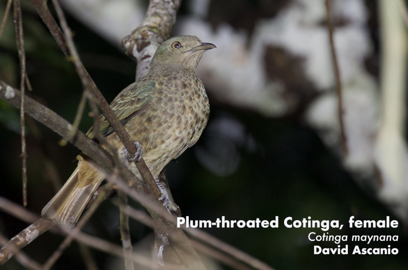 Plum-throated Cotinga