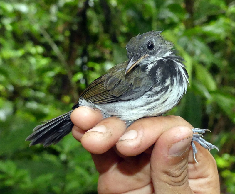 Ringed Antpipit