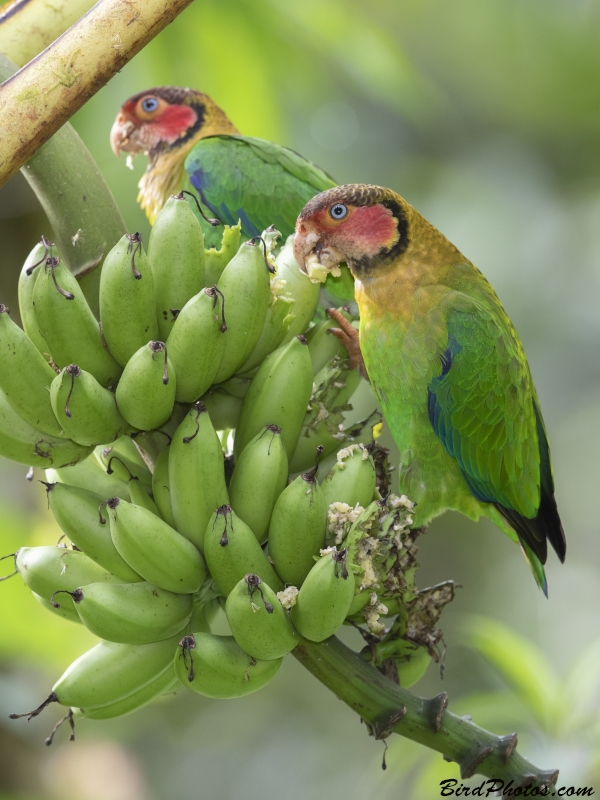 Rose-faced Parrot