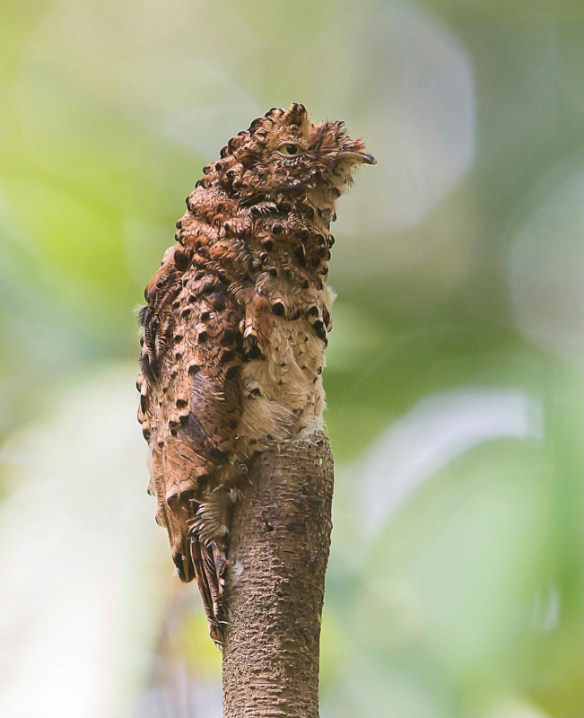 Rufous Potoo