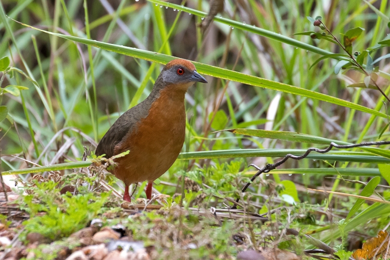 Russet-crowned Crake