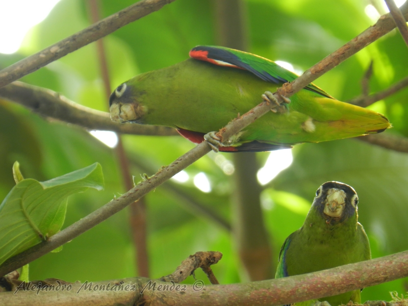 Scarlet-shouldered Parrotlet