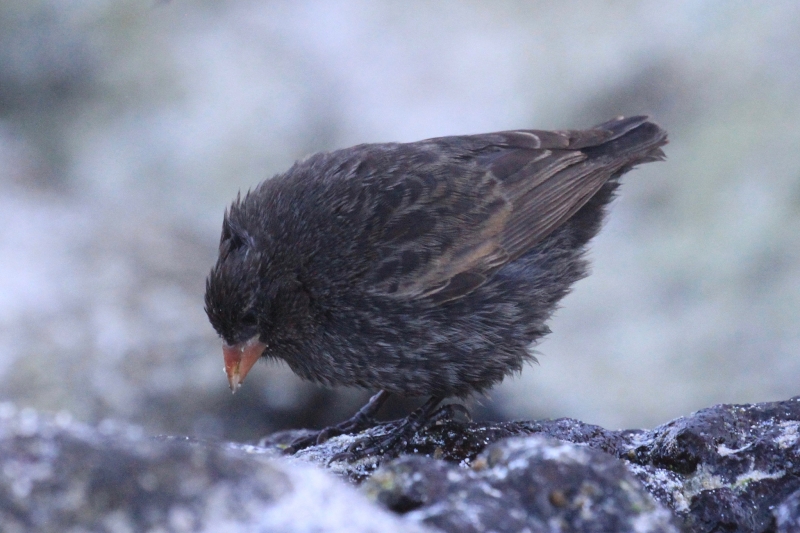 Sharp-beaked Ground Finch