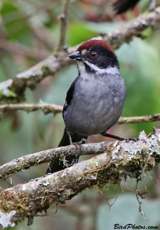 Slaty Brushfinch