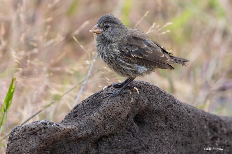 Small Ground Finch