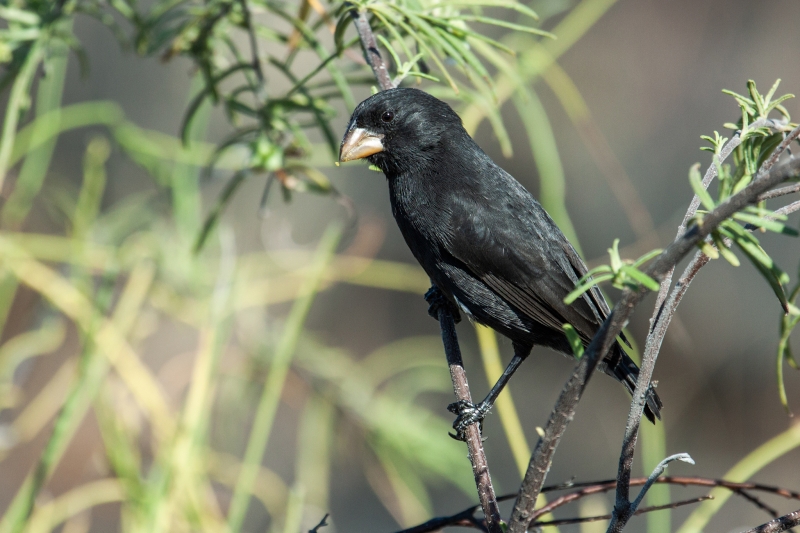 Small Ground Finch