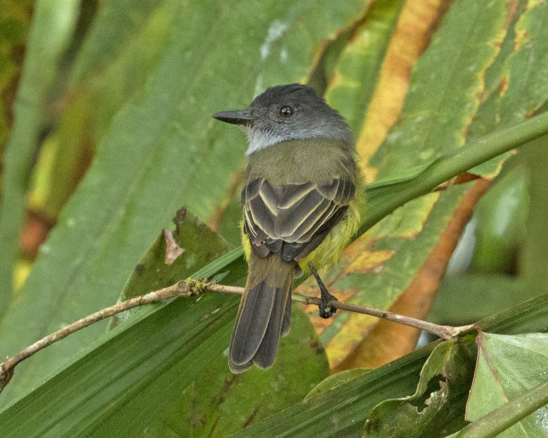 Sooty-crowned Flycatcher