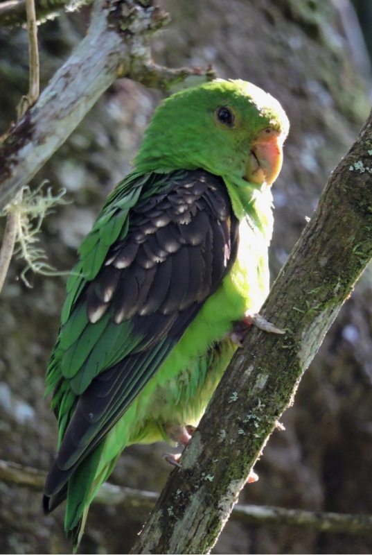 Spot-winged Parrotlet
