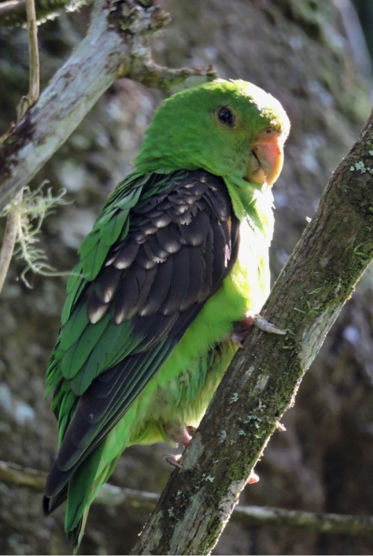 Spot-winged Parrotlet