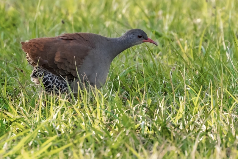 Tataupa Tinamou