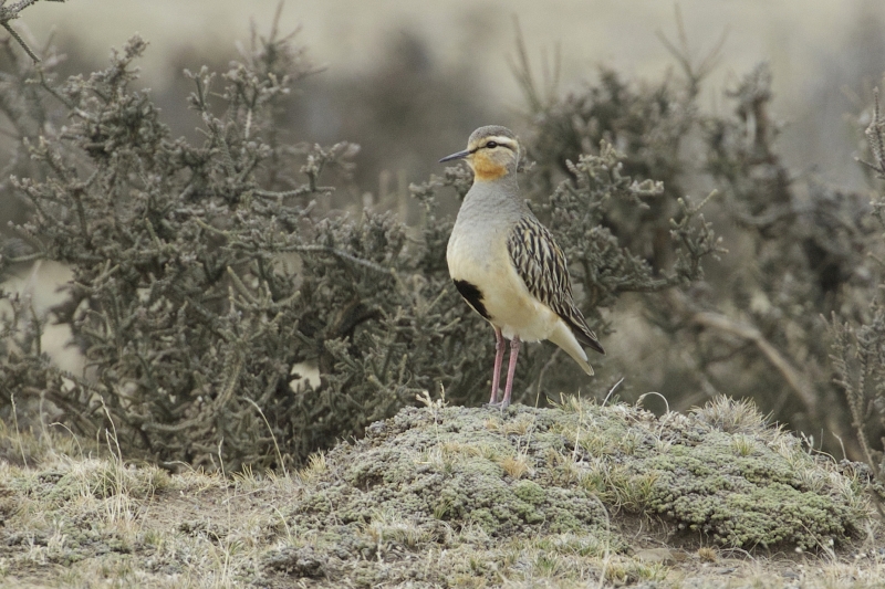 Tawny-throated Dotterel