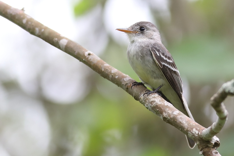 Tumbes Pewee