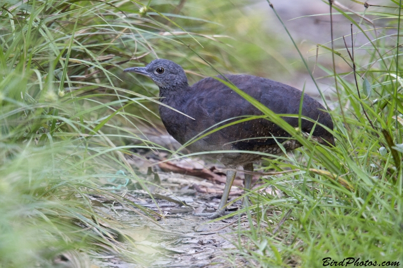 Undulated Tinamou