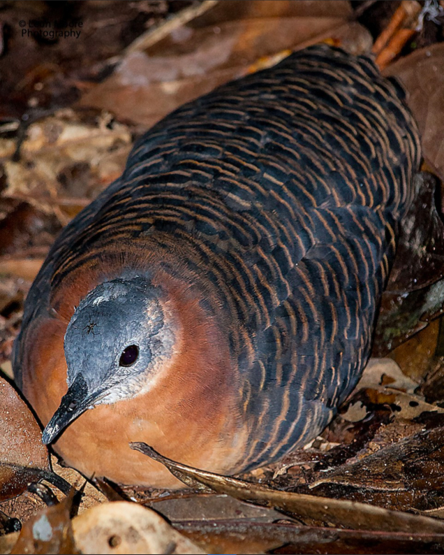 Variegated Tinamou