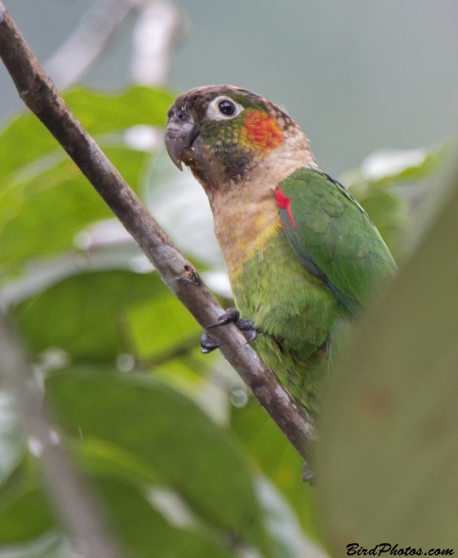 White-breasted Parakeet