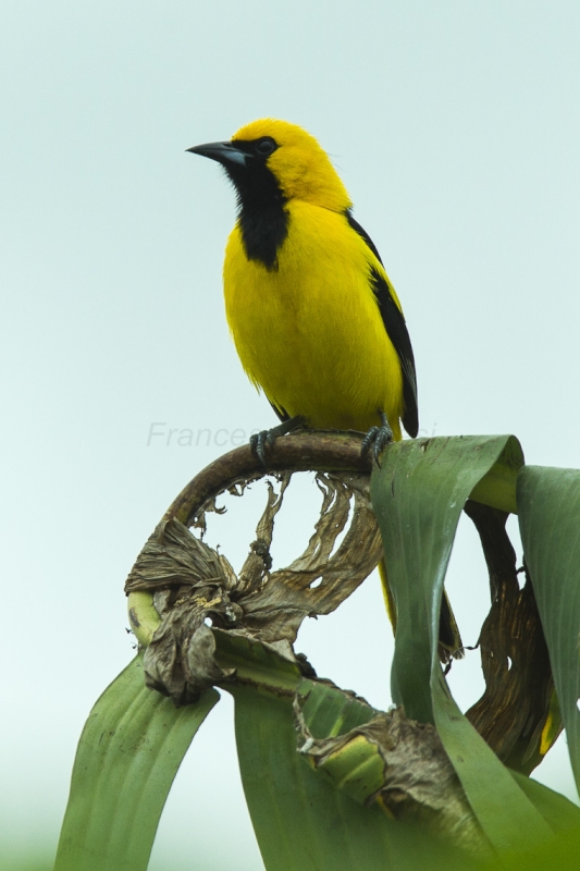 White-edged Oriole