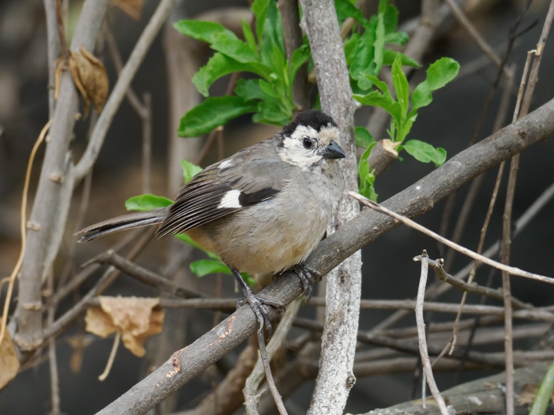 White-headed Brushfinch