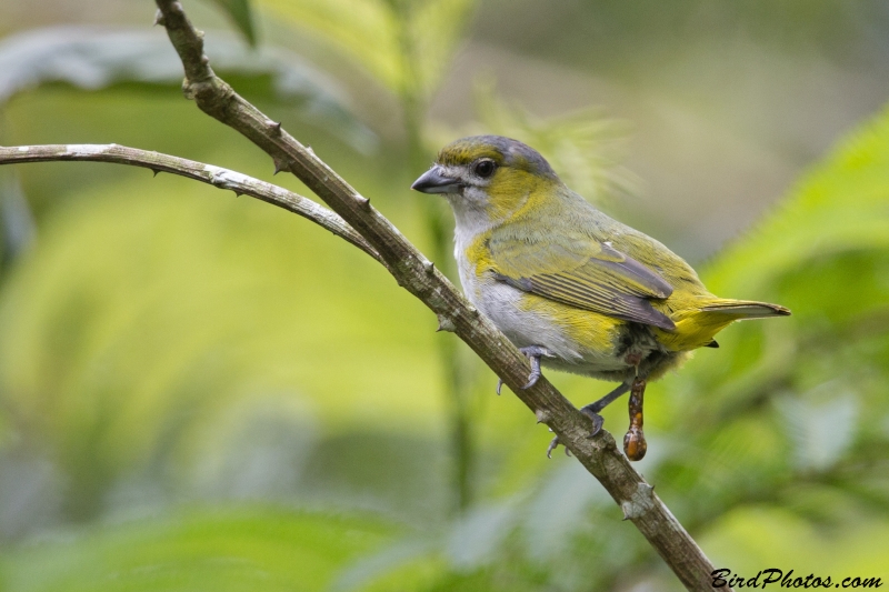 White-lored Euphonia