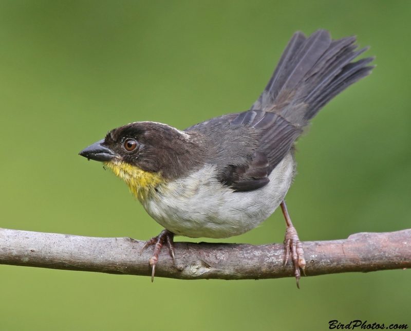 White-naped Brushfinch