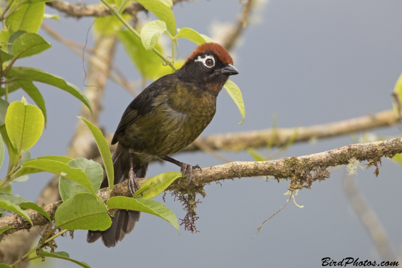 White-rimmed Brushfinch