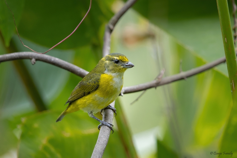 White-vented Euphonia