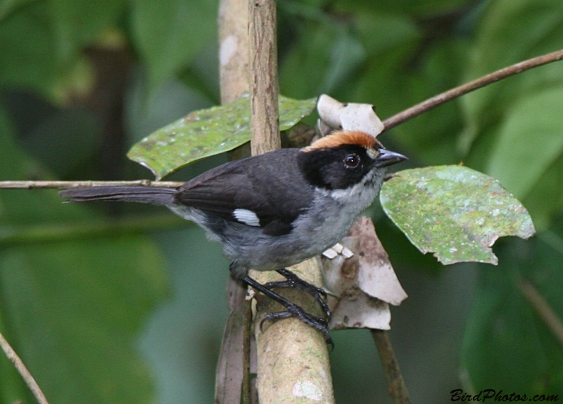 White-winged Brushfinch