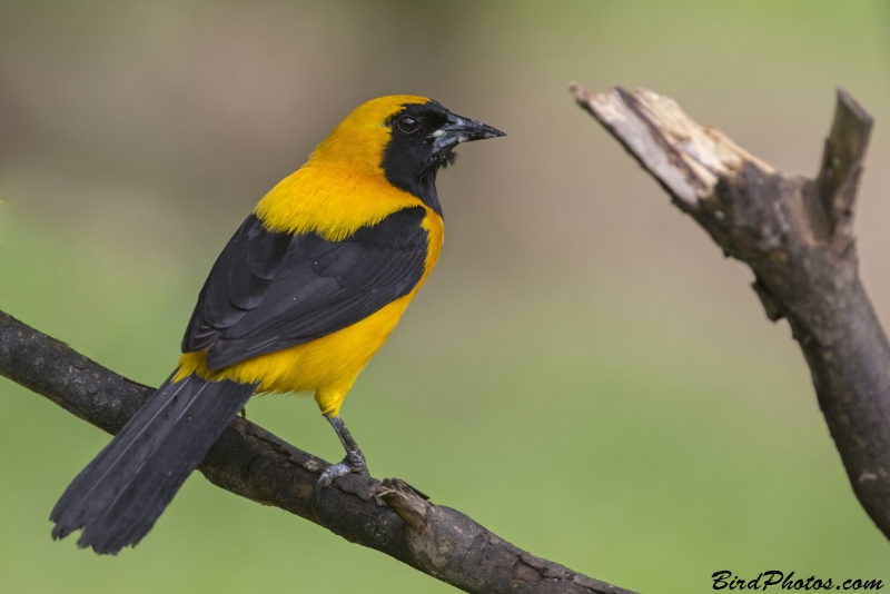 Yellow-backed Oriole