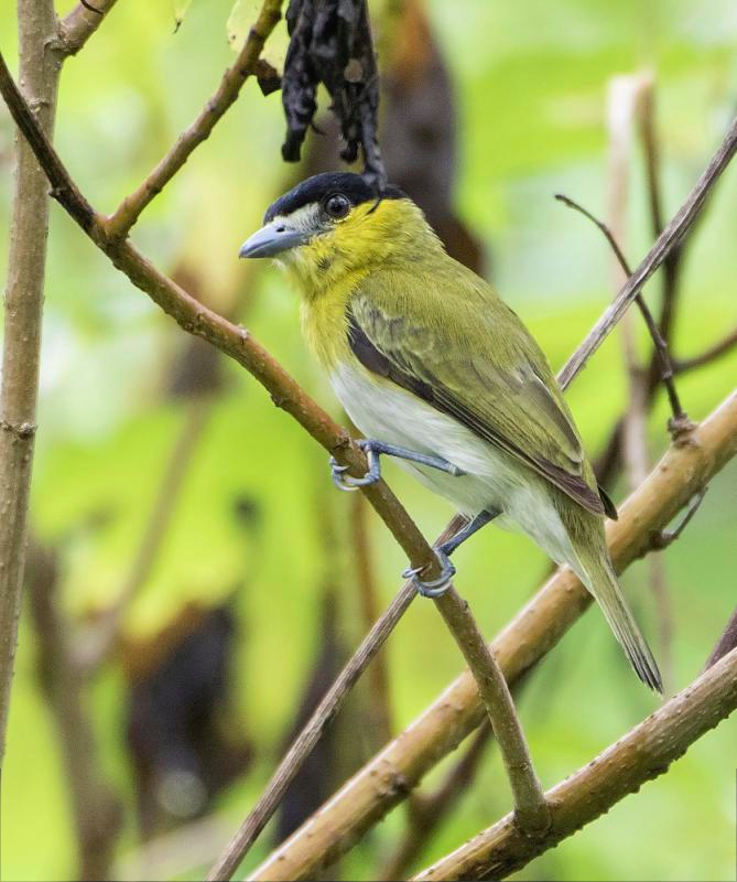 Yellow-cheeked Becard