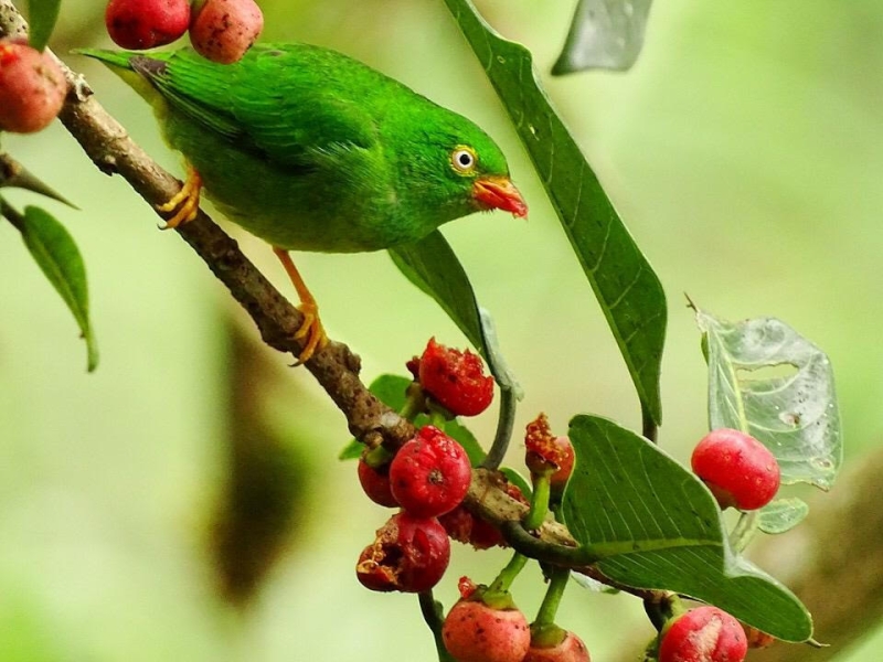 Yellow-collared Chlorophonia