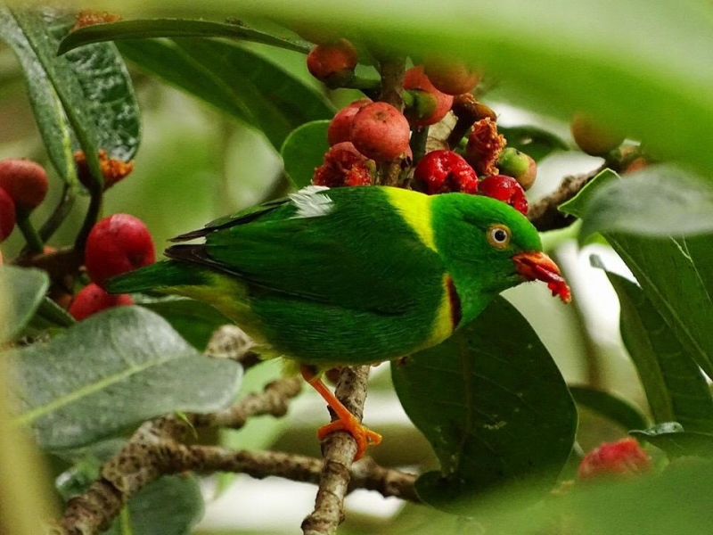 Yellow-collared Chlorophonia