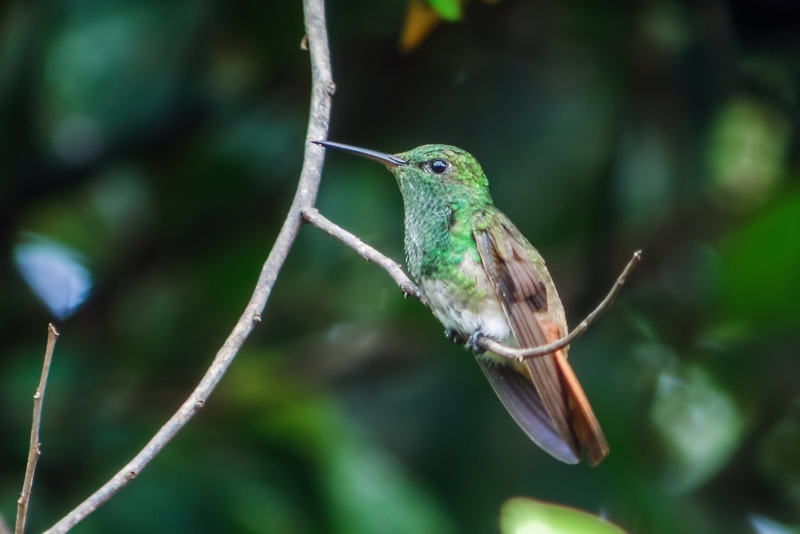 Copper-tailed Hummingbird